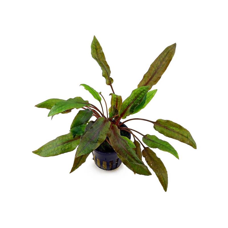 Planta de acvariu Cryptocoryne Wendtii Mi Oya Stoffels - imagine 4